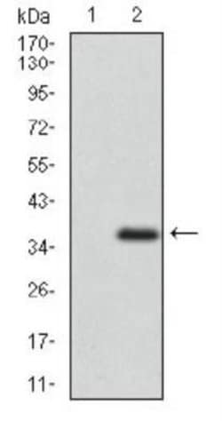 Invitrogen ABCG5 Monoclonal Antibody (1B5E10) 100 &mu;L; Unconjugated:Antibodies,