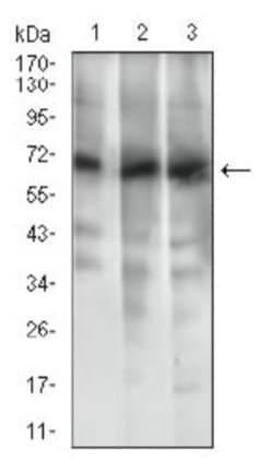 Invitrogen ABCG5 Monoclonal Antibody (1B5E10) 100 &mu;L; Unconjugated:Antibodies,