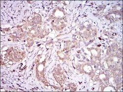 Invitrogen PON1 Monoclonal Antibody (4G8D3) 100 &mu;L; Unconjugated:Antibodies,