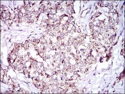 Invitrogen PON1 Monoclonal Antibody (4G8D3) 100 &mu;L; Unconjugated:Antibodies,