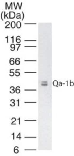 Invitrogen QA-1b Monoclonal Antibody (6A8.6F10.1A6) 100 &mu;g; Unconjugated:Antibodies,