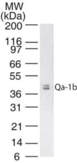Invitrogen QA-1b Monoclonal Antibody (6A8.6F10.1A6) 100 &mu;g | Buy Online | Invitrogen&trade; | Fisher Scientific