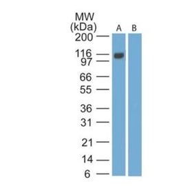 Invitrogen EBI3 Monoclonal Antibody (15k8D10) 100 &mu;g; Unconjugated:Antibodies,
