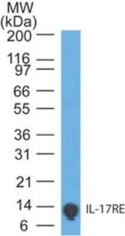 Invitrogen IL17RE Monoclonal Antibody (46N7E3) 100 &mu;g; Unconjugated:Antibodies,