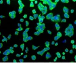 Invitrogen HSPA4 Recombinant Rabbit Monoclonal Antibody (3B3) 100 &mu;L;