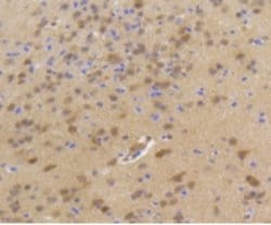 Invitrogen HSPA4 Recombinant Rabbit Monoclonal Antibody (3B3) 100 &mu;L;