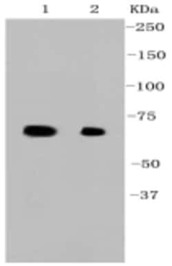 Invitrogen HSPA4 Recombinant Rabbit Monoclonal Antibody (3B3) 100 &mu;L;