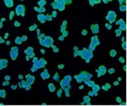 Invitrogen TSPO Recombinant Rabbit Monoclonal Antibody (4H2) 100 &mu;L;