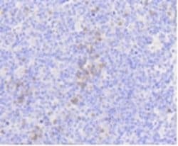 Invitrogen MLKL Recombinant Rabbit Monoclonal Antibody (2B9) 100 &mu;L;