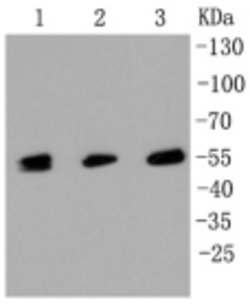 Invitrogen MLKL Recombinant Rabbit Monoclonal Antibody (2B9) 100 &mu;L;