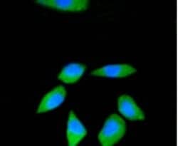 Invitrogen RPS3 Recombinant Rabbit Monoclonal Antibody (3D5) 100 μL;
