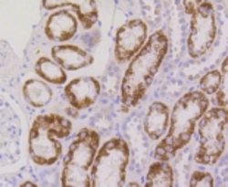 Invitrogen RPS3 Recombinant Rabbit Monoclonal Antibody (3D5) 100 μL;
