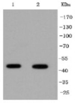Invitrogen IRF1 Recombinant Rabbit Monoclonal Antibody (2F9) 100 &mu;L | Buy Online | Invitrogen&trade; | Fisher Scientific