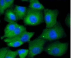 KIF23 Rabbit anti-Human, Mouse, Rat, Invitrogen 100 &mu;L; Unconjugated:Antibodies,