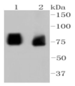 Invitrogen ASH2L Recombinant Rabbit Monoclonal Antibody (2D9) 100 &mu;L | Buy Online | Invitrogen&trade; | Fisher Scientific