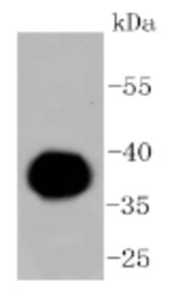 Invitrogen&trade;&nbsp;Human IgG4 Recombinant Rabbit Monoclonal Antibody (4H3)