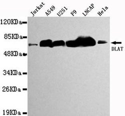 Invitrogen DLAT Monoclonal Antibody (4G9) 100 &mu;L; Unconjugated:Antibodies,