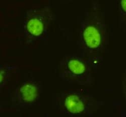 Invitrogen DBC1 Monoclonal Antibody (3G4) 100 &mu;L; Unconjugated:Antibodies,