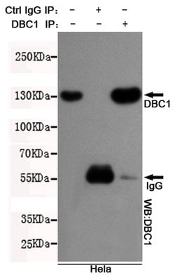 Invitrogen DBC1 Monoclonal Antibody (3G4) 100 &mu;L; Unconjugated:Antibodies,