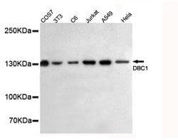 Invitrogen DBC1 Monoclonal Antibody (3G4) 100 &mu;L; Unconjugated:Antibodies,