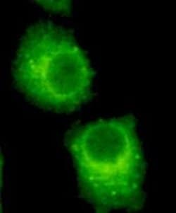 Invitrogen RAB2A Monoclonal Antibody (4C5) 100 &mu;L; Unconjugated:Antibodies,