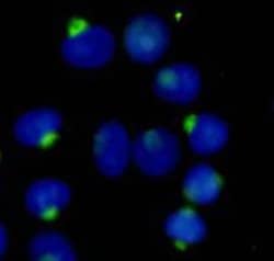 Invitrogen RANBP9 Monoclonal Antibody (3C3) 100 &mu;L; Unconjugated:Antibodies,