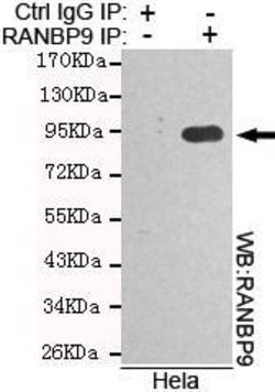 Invitrogen RANBP9 Monoclonal Antibody (3C3) 100 &mu;L; Unconjugated:Antibodies,