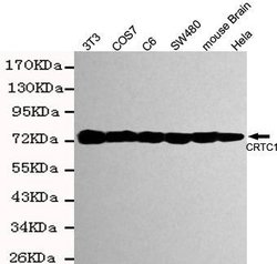 Invitrogen Torc1 Monoclonal Antibody (2D4) 100 &mu;L; Unconjugated:Antibodies,