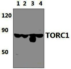 Invitrogen Torc1 Monoclonal Antibody (2D4) 100 &mu;L; Unconjugated:Antibodies,