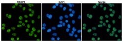 Invitrogen RBBP5 Monoclonal Antibody (1C9) 100 &mu;L; Unconjugated:Antibodies,