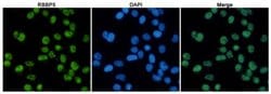 Invitrogen RBBP5 Monoclonal Antibody (1C9) 100 &mu;L; Unconjugated:Antibodies,