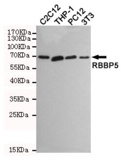 Invitrogen RBBP5 Monoclonal Antibody (1C9) 100 &mu;L; Unconjugated:Antibodies,