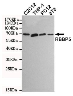 Invitrogen RBBP5 Monoclonal Antibody (1C9) 100 &mu;L; Unconjugated:Antibodies,