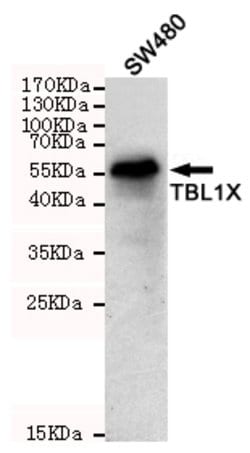 Invitrogen TBL1X Monoclonal Antibody (4H2) 100 &mu;L; Unconjugated:Antibodies,