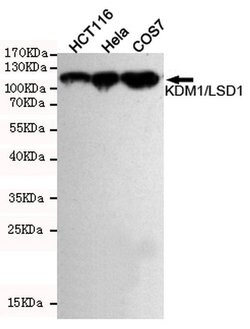 Invitrogen LSD1 Monoclonal Antibody (1E5) 100 &mu;L; Unconjugated:Antibodies,