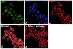 Invitrogen LSD1 Monoclonal Antibody (1E5) 100 &mu;L; Unconjugated:Antibodies,