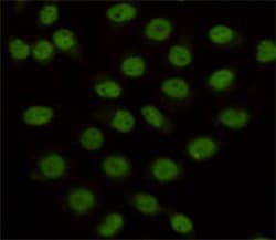 Invitrogen LSD1 Monoclonal Antibody (1E5) 100 &mu;L; Unconjugated:Antibodies,