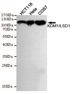 Invitrogen LSD1 Monoclonal Antibody (1E5) 100 &mu;L; Unconjugated:Antibodies,