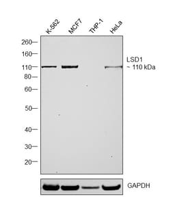 Invitrogen LSD1 Monoclonal Antibody (1E5) 100 &mu;L; Unconjugated:Antibodies,