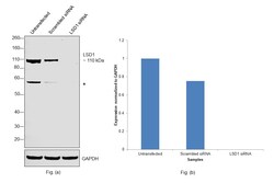 Invitrogen LSD1 Monoclonal Antibody (1E5) 100 &mu;L; Unconjugated:Antibodies,