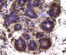 Invitrogen IDH1 Monoclonal Antibody (4A3) 100 &mu;L; Unconjugated:Antibodies,