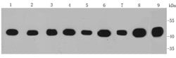 Invitrogen IDH1 Monoclonal Antibody (4A3) 100 &mu;L; Unconjugated:Antibodies,
