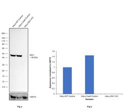 Invitrogen IDH1 Monoclonal Antibody (4A3) 100 &mu;L; Unconjugated:Antibodies,