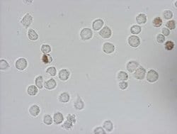 Invitrogen IdU Monoclonal Antibody (OTI7C9) 100 &mu;L | Buy Online | Invitrogen&trade; | Fisher Scientific