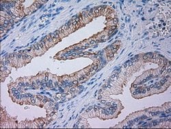 Invitrogen GSC Monoclonal Antibody (OTI1D7) 100 &mu;L; Unconjugated:Antibodies,