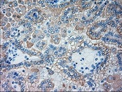 Invitrogen GSC Monoclonal Antibody (OTI1D7) 100 &mu;L; Unconjugated:Antibodies,