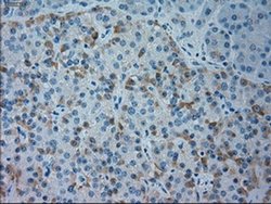 Invitrogen GSC Monoclonal Antibody (OTI1D7) 100 &mu;L; Unconjugated:Antibodies,