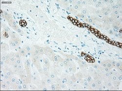 Invitrogen GSC Monoclonal Antibody (OTI1D7) 100 &mu;L; Unconjugated:Antibodies,