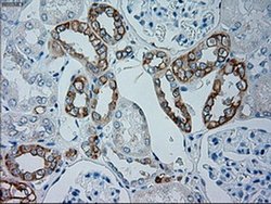 Invitrogen GSC Monoclonal Antibody (OTI1D7) 100 &mu;L; Unconjugated:Antibodies,