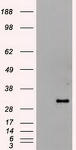 Invitrogen Hex Monoclonal Antibody (OTI3C4) 100 &mu;L; Unconjugated:Antibodies,